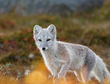 挪威多弗勒山的北极狐