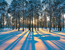 西西伯利亚森林中的阳光
