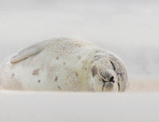 睡在海滩上的竖琴海豹