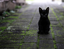 一只神秘的黑色猫咪