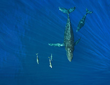畅游的座头鲸和海豚