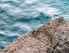 岩石海岸上的假面蟹