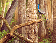 纳加尔霍雷国家公园的孔雀