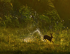 在湿地中跳跃的野兔