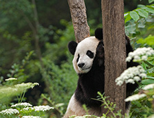 扶着树干的大熊猫