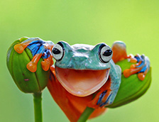 鲜艳多彩的爪哇树蛙