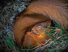 小窝中安睡的欧亚红松鼠