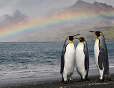 圣安德鲁斯湾岸边的三只王企鹅