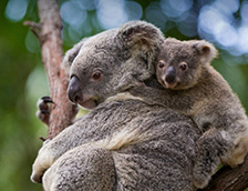 澳大利亚昆士兰考拉熊妈妈和宝宝