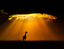 马赛马拉国家保护区一只长颈鹿