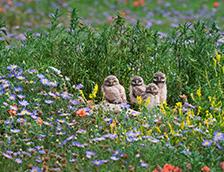 花丛中的小穴鸮们