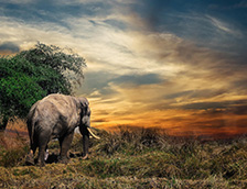 落日下的大象和野地
