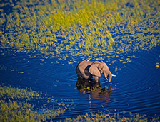 行走在奥卡万戈河中的大象