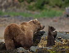 保护区里的棕熊妈妈和幼崽