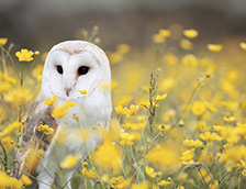 花丛中的一只白色猫头鹰