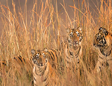 塔多巴老虎保护区里的老虎