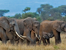 安博塞利国家公园里的非洲象群