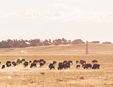布法罗田野上的水牛群