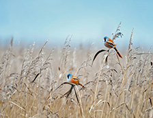 荷兰弗莱福兰湿地的文须雀