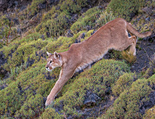 百内国家公园中的一头美洲狮