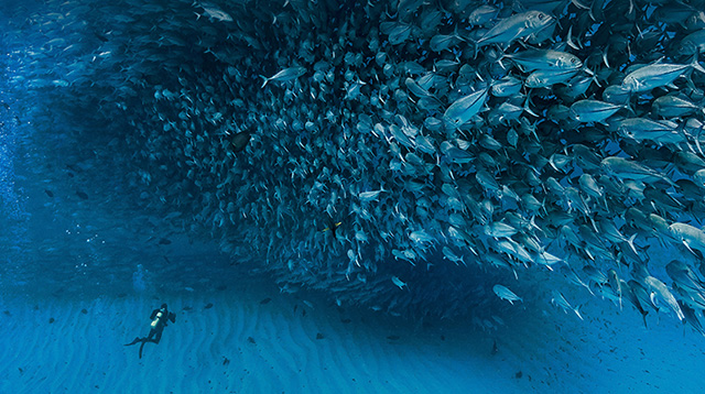 加利福尼亚湾中数千条杰克鱼