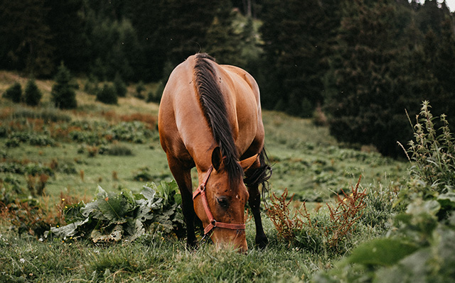 正在吃草的棕色骏马