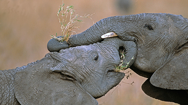 肯尼亚的非洲草原象