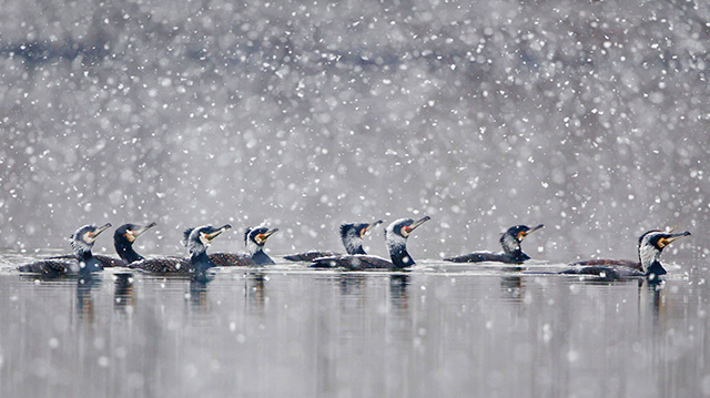 在暴风雪中畅游的鸬鹚