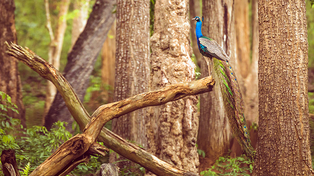 纳加尔霍雷国家公园的孔雀
