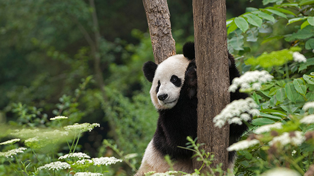 扶着树干的大熊猫
