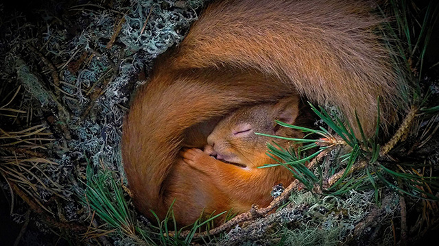 小窝中安睡的欧亚红松鼠