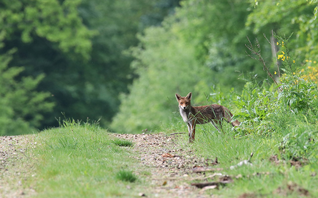 路边一只小狐狸