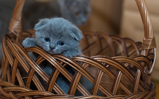 竹篮里一只可爱的小奶猫