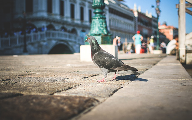 威尼斯街头的鸽子