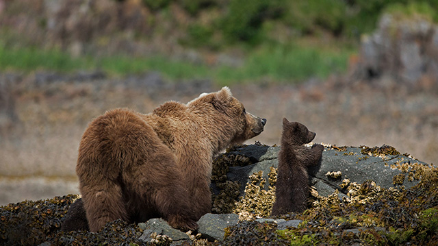 保护区里的棕熊妈妈和幼崽