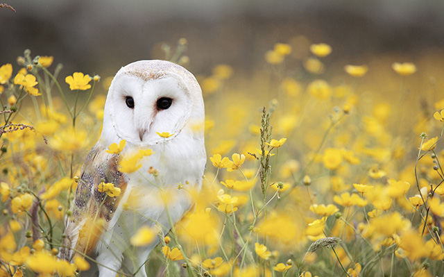 花丛中的一只白色猫头鹰
