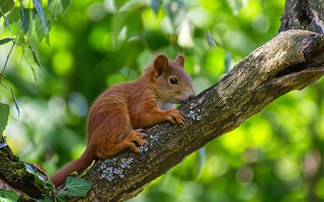 趴在树干上的小松鼠
