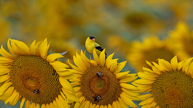南卡罗来纳州向日葵上的金翅雀