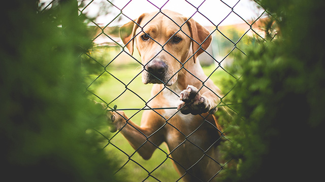 篱笆后面的金毛猎犬