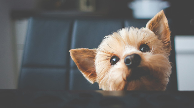 一只可爱的小狗正在等待食物