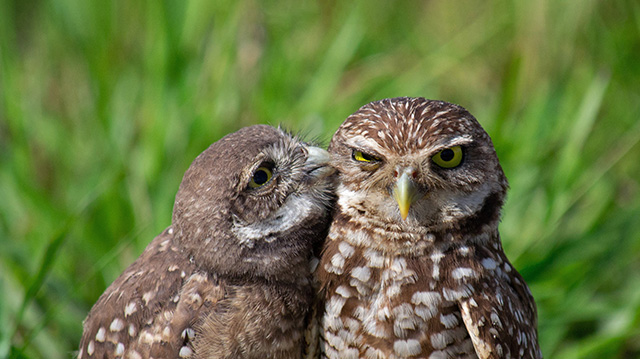 一只穴小鸮雏鸟和一只成年穴小鸮