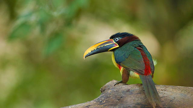 栗耳簇舌巨嘴鸟