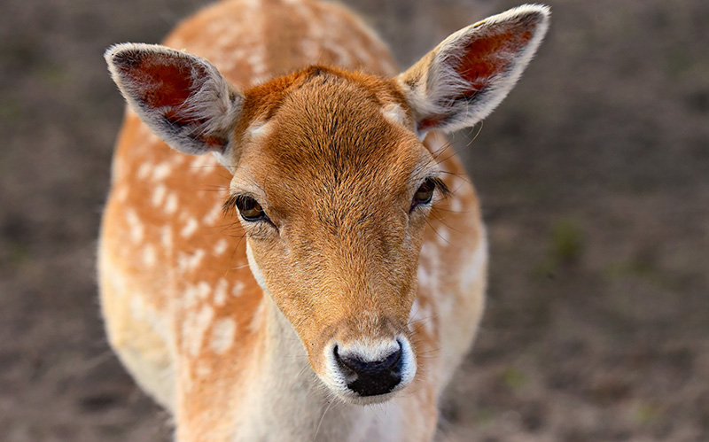一只母鹿正望着摄影师