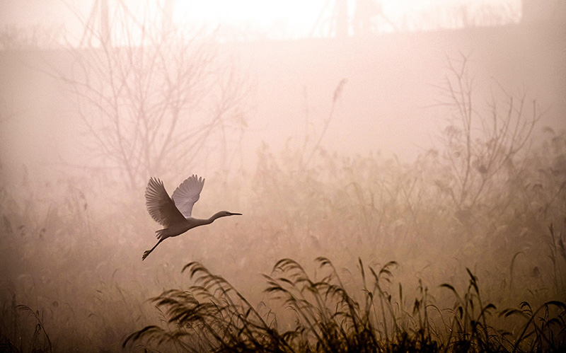 清晨草丛上一只白鹭