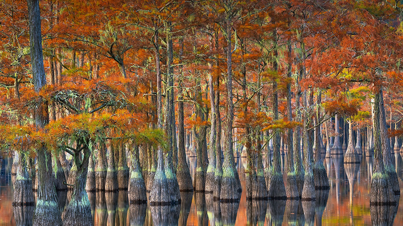 佐治亚州秋季的落羽杉