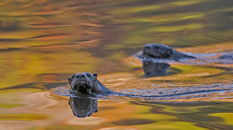 北美水獭在阿卡迪亚国家公园游泳