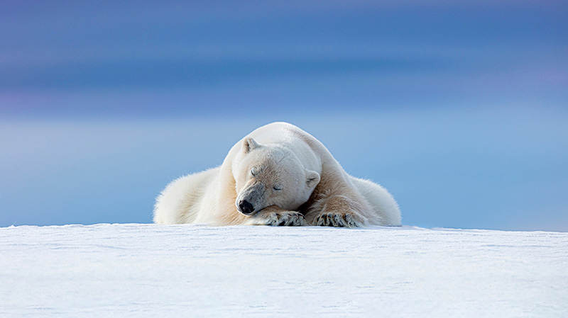 挪威斯瓦尔巴群岛上的北极熊