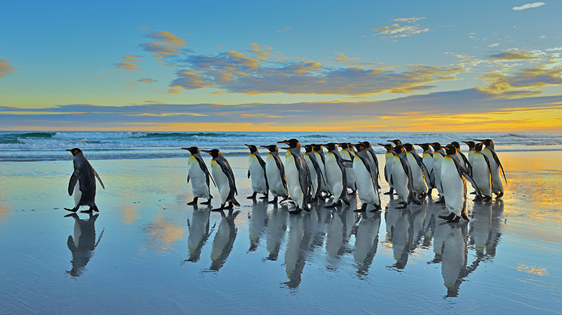 福克兰群岛上的王企鹅