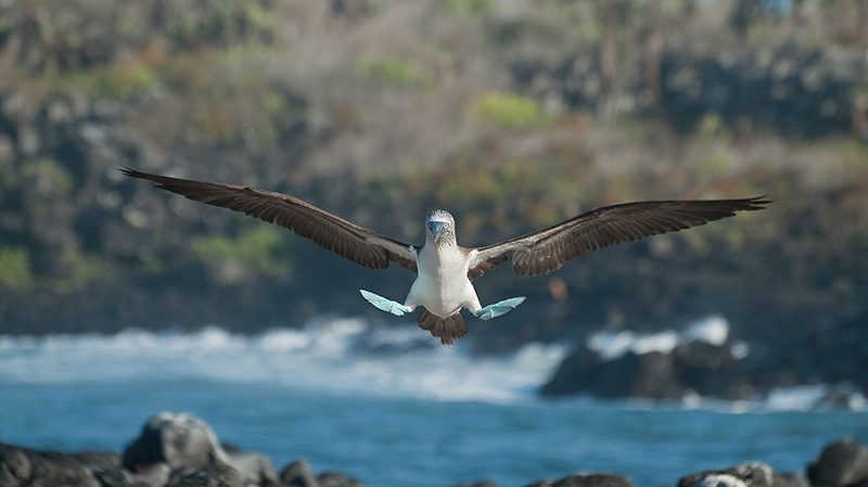 加拉帕戈斯群岛上的一对蓝脚鲣鸟