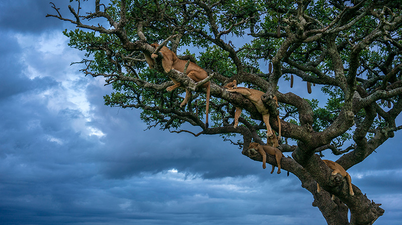 塞伦盖蒂国家公园里睡觉的母狮